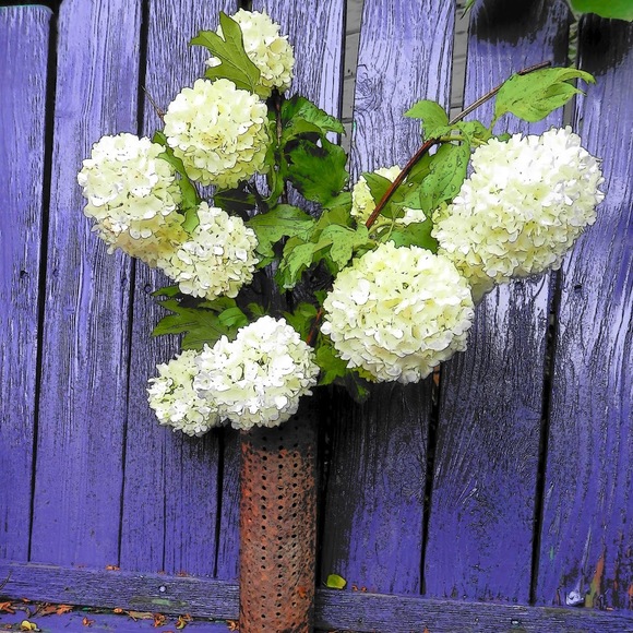 angeleneflowers